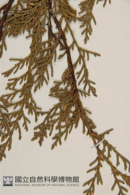 檜柏藏品圖，第3張