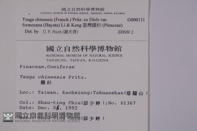 臺灣鐵杉藏品圖，第2張