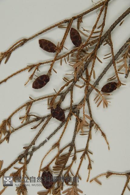 臺灣鐵杉藏品圖，第3張