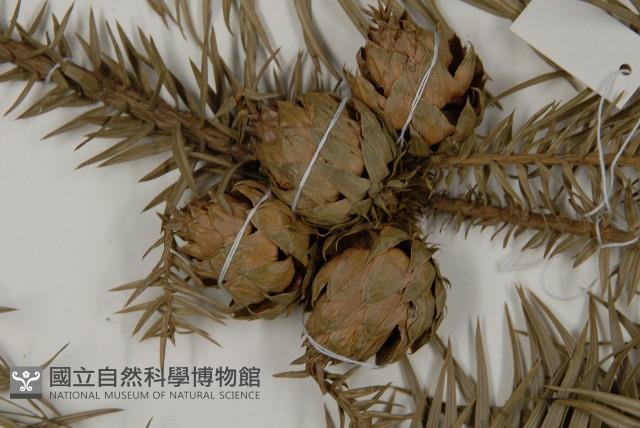 杉木藏品圖，第3張