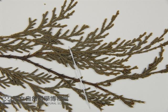 柏木、柏樹藏品圖，第3張