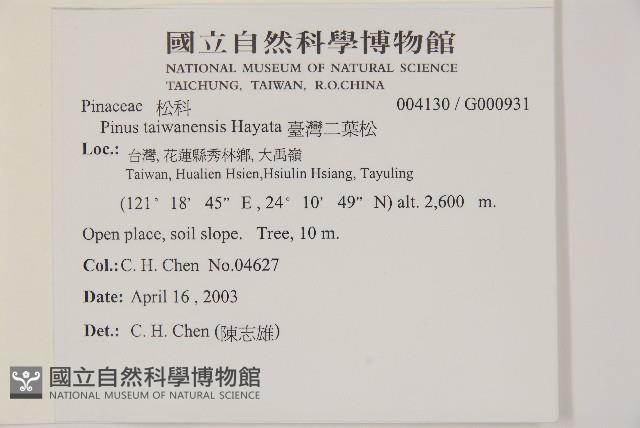 臺灣二葉松藏品圖，第5張