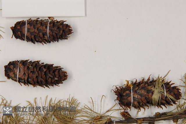 大果紅杉藏品圖，第3張