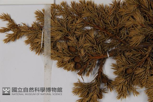 香青藏品圖，第3張