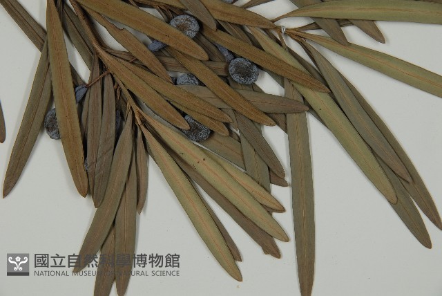 大葉羅漢松藏品圖，第3張