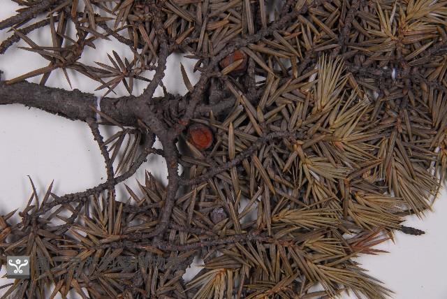 刺柏藏品圖，第3張