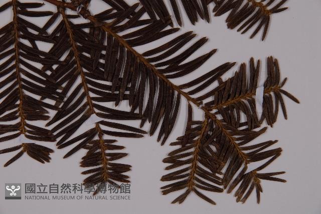 東北紅豆杉藏品圖，第3張