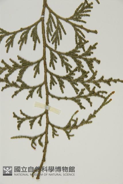 台灣肖楠藏品圖，第3張