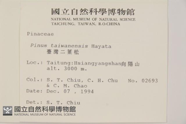 臺灣二葉松藏品圖，第2張