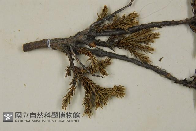 香青藏品圖，第3張