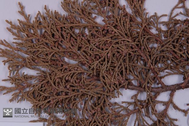 大果圓柏藏品圖，第3張