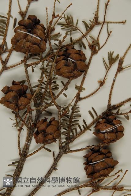 台灣鐵杉藏品圖，第3張