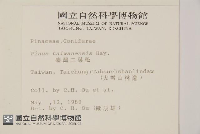 臺灣二葉松藏品圖，第2張