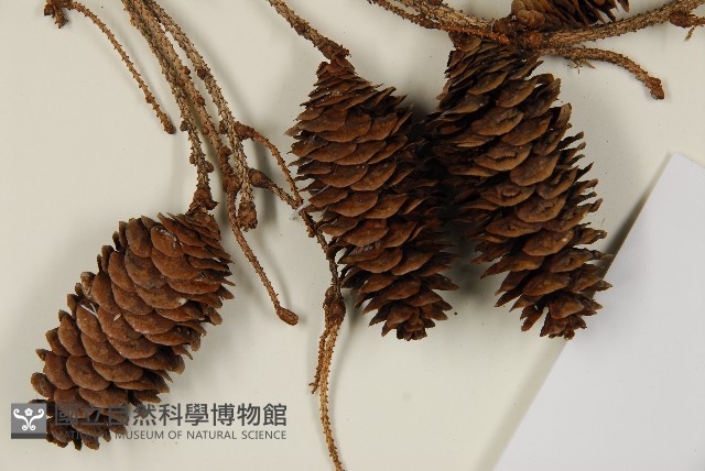 臺灣雲杉藏品圖，第3張