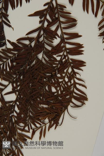 臺灣紅豆杉、紫杉、南方紅豆杉藏品圖，第3張