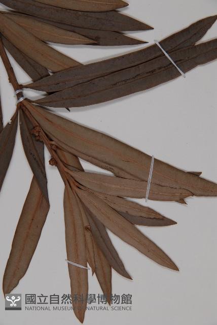 百日青藏品圖，第3張