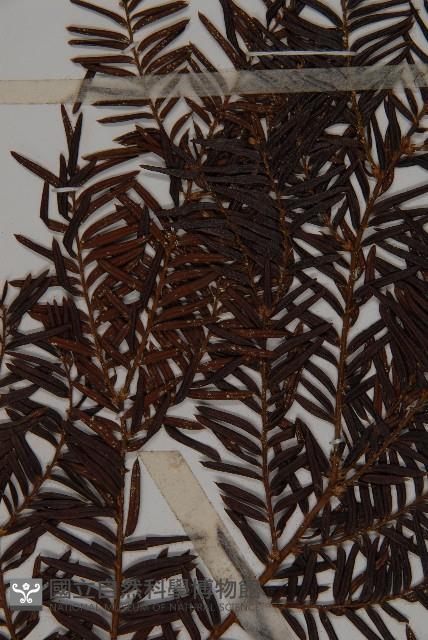 臺灣紅豆杉、紫杉、南方紅豆杉藏品圖，第3張