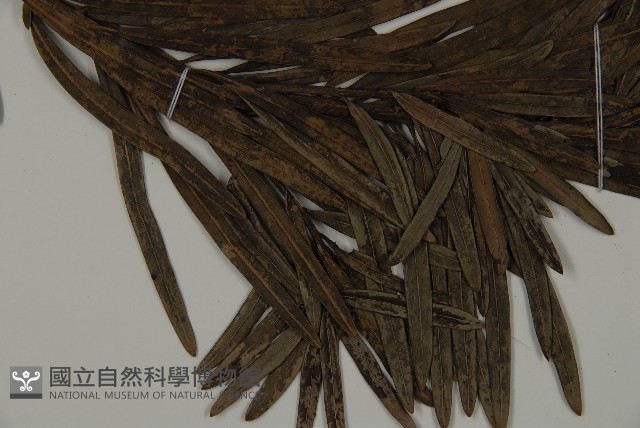 大葉羅漢松藏品圖，第3張