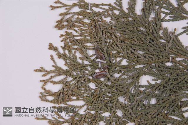 台灣肖楠藏品圖，第3張