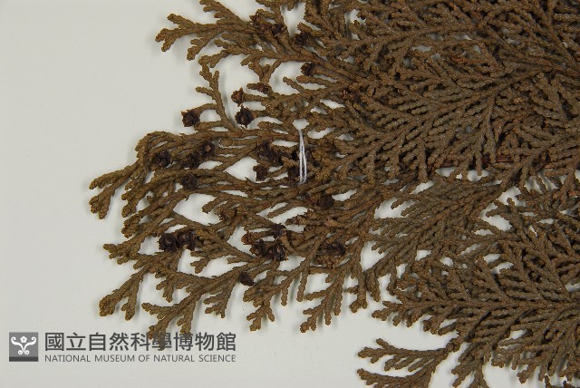 紅檜藏品圖，第3張