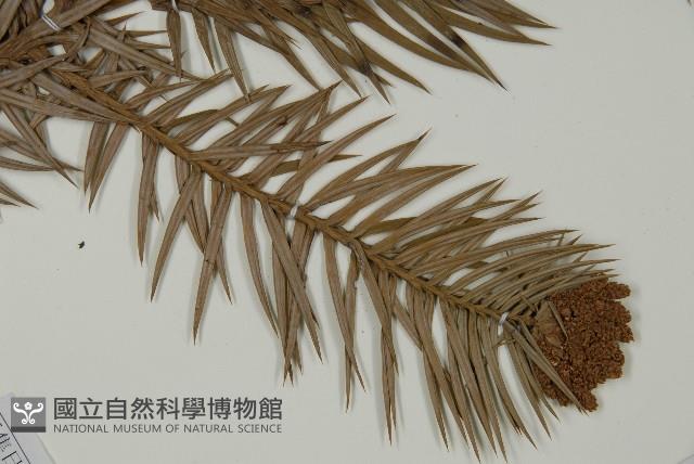 杉木藏品圖，第3張