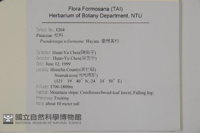 臺灣黃杉藏品圖，第2張