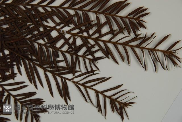臺灣紅豆杉、紫杉、南方紅豆杉藏品圖，第3張