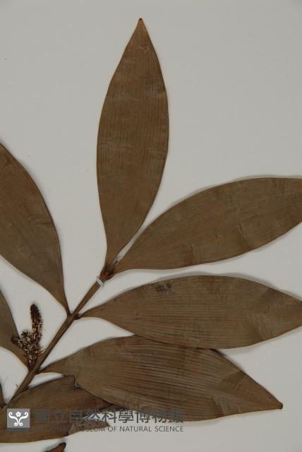 竹柏藏品圖，第3張