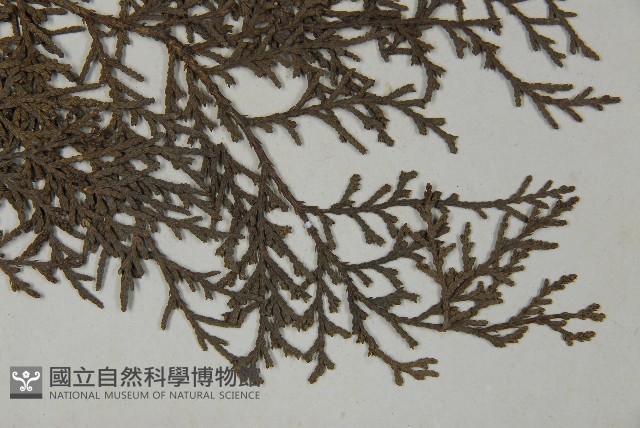 日本扁柏藏品圖，第3張