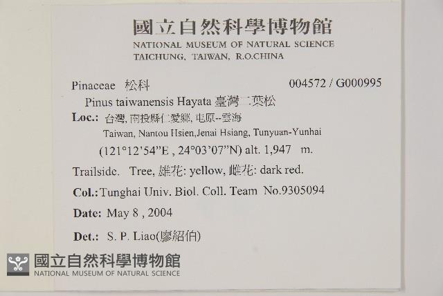 臺灣二葉松藏品圖，第2張
