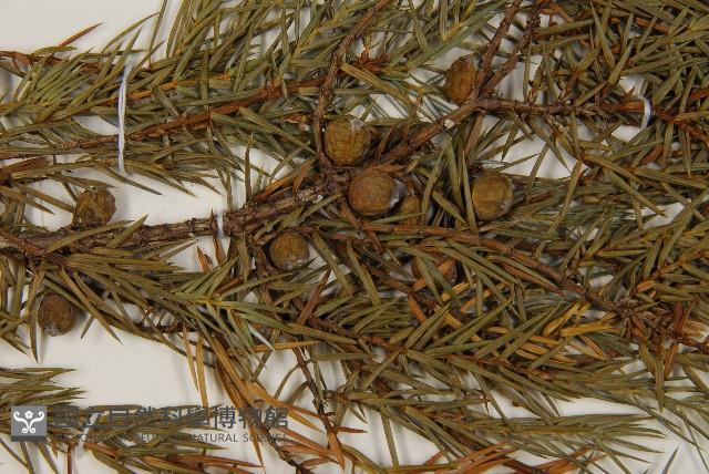 刺柏藏品圖，第3張