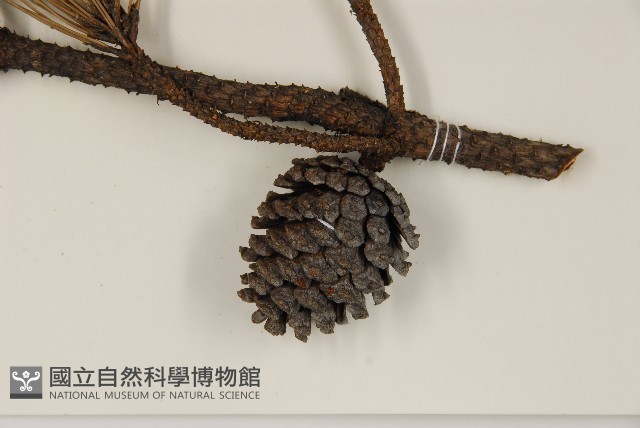 馬尾松藏品圖，第3張