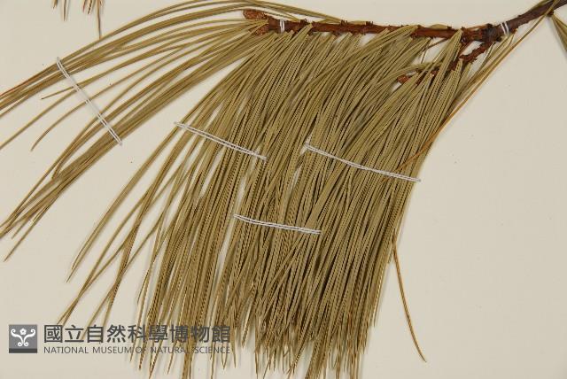 登錄號:G001065藏品圖，第3張