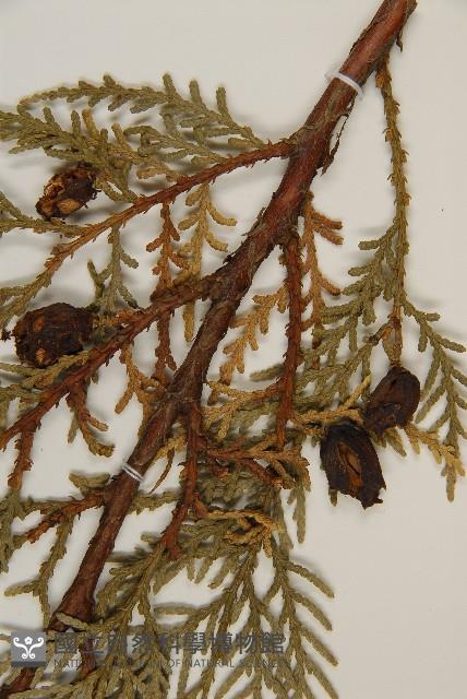 側柏藏品圖，第3張