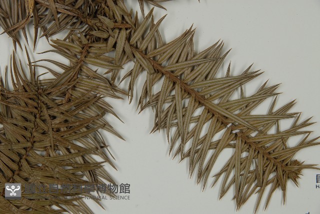 杉木藏品圖，第3張