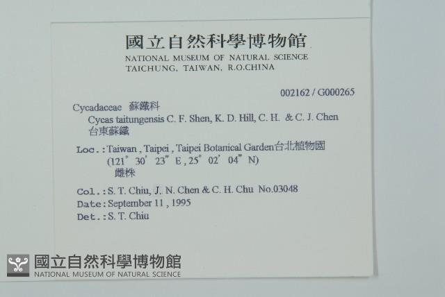 台東蘇鐵藏品圖，第2張