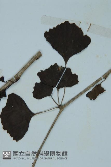 銀杏藏品圖，第3張