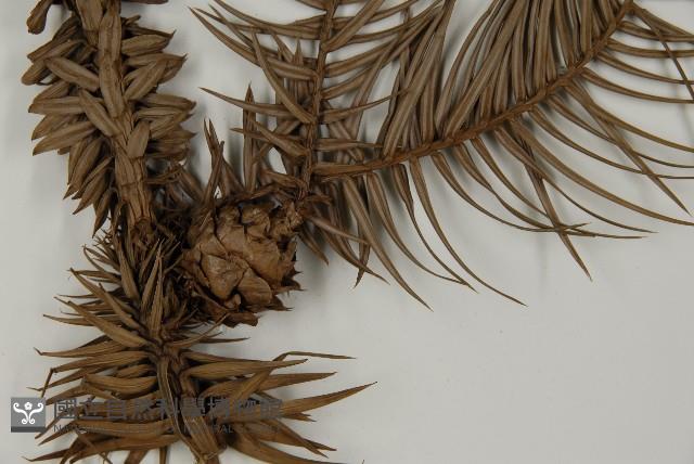 杉木藏品圖，第3張