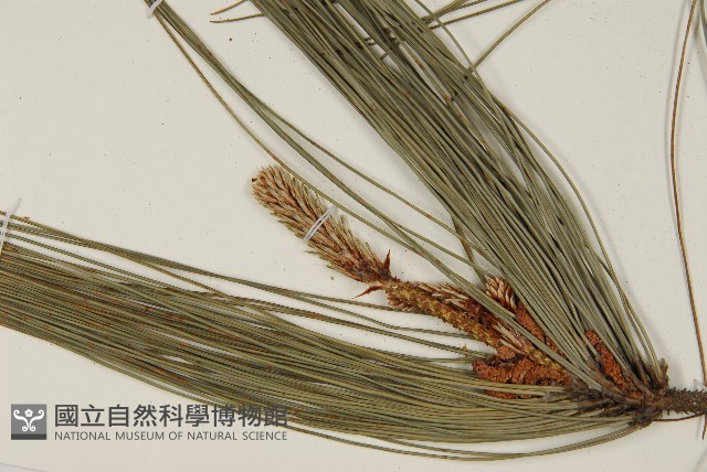 馬尾松藏品圖，第3張