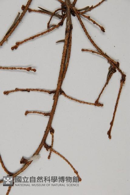 雲南鐵杉藏品圖，第3張