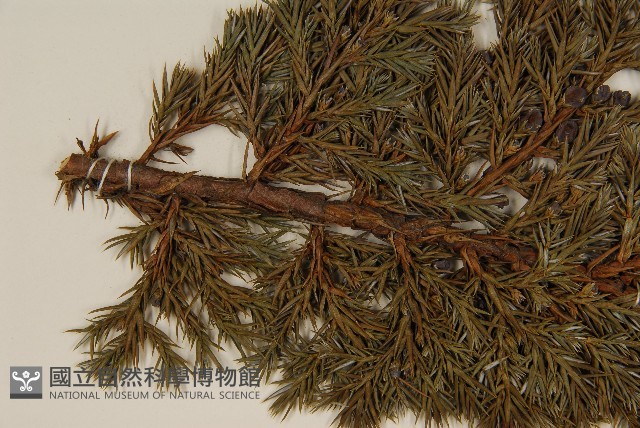 香青藏品圖，第3張