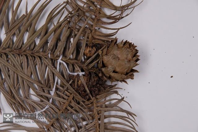 杉木藏品圖，第3張