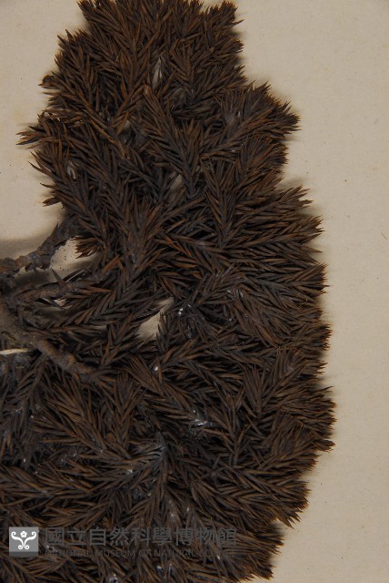 香青藏品圖，第3張