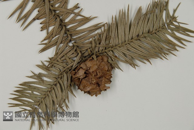 杉木藏品圖，第3張
