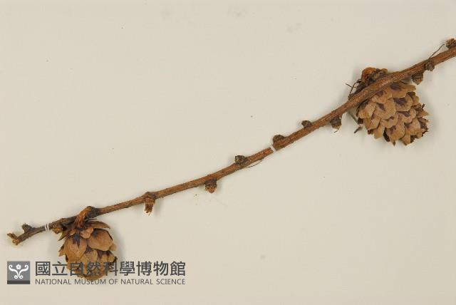 華北落葉松藏品圖，第3張