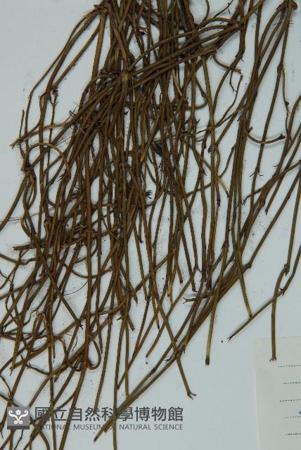 匍枝兩江麻黃藏品圖，第3張