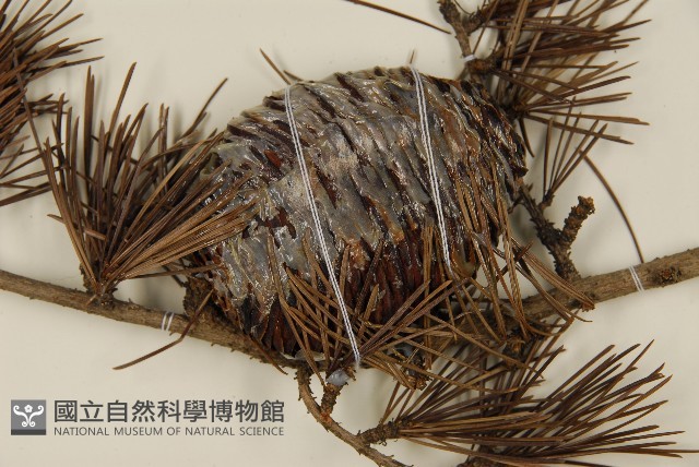 雪松藏品圖，第3張