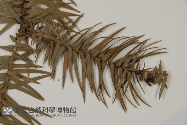 杉木藏品圖，第3張