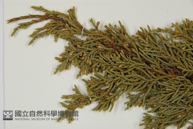 清水圓柏藏品圖，第3張