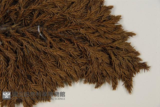 香青藏品圖，第3張